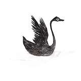 Wedge: Black Swan