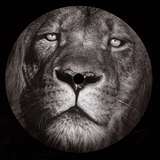 Ziro: Lionheart EP
