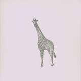 Giraffe: Juni