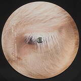 Braga Circuit: Fall EP